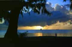 foto,tela,gratis,paisaje,fotografía,idea,Atardecer en los países del sur., Sol poniente, Nube, Árbol, 