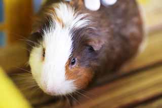 fotografia, materiale, libero il panorama, dipinga, fotografia di scorta,Cavia, Più MORU, Maiale in Guinea, Bestiame, Cavia