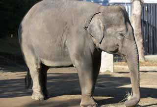 fotografia, materiale, libero il panorama, dipinga, fotografia di scorta,Elefante indiano, Elefante indiano, Elefante, , L'elefante