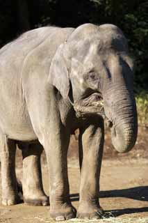 fotografia, materiale, libero il panorama, dipinga, fotografia di scorta,Elefante indiano, Elefante indiano, Elefante, , L'elefante