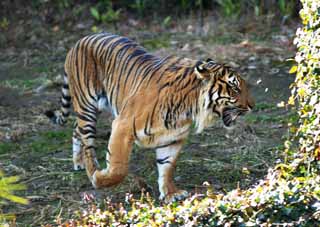 fotografia, materiale, libero il panorama, dipinga, fotografia di scorta,La tigre di Sumatra, Tora, Preso, Tigre, Tigre di Sumatran