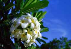 foto,tela,gratis,paisaje,fotografía,idea,Floración en el país del sur, Blanco, Cielo azul, , 