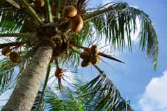 foto,tela,gratis,paisaje,fotografía,idea,Montaña de cocoteros, Fruta, Cielo azul, , 