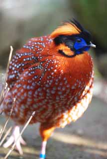 fotografia, materiale, libero il panorama, dipinga, fotografia di scorta,Gambecchio comune Temminck's Tragopan, Phasianidae, Arancia, Macchia, Appariscente