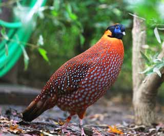 fotografia, materiale, libero il panorama, dipinga, fotografia di scorta,Gambecchio comune Temminck's Tragopan, Phasianidae, Arancia, Macchia, Appariscente