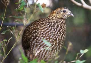 fotografia, materiale, libero il panorama, dipinga, fotografia di scorta,Gambecchio comune Temminck's Tragopan, Phasianidae, Castano, Macchia, Più chiaramente