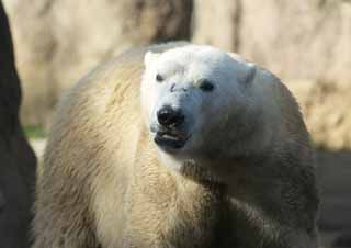 fotografia, materiale, libero il panorama, dipinga, fotografia di scorta,Orso polare, , Orso polare, SHIROKUMA, Specie in via d'estinzione