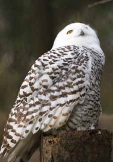 foto,tela,gratis,paisaje,fotografía,idea,Snowy owl, Búho blanco, Búho católico, Búho blanco como la nieve, Ojos