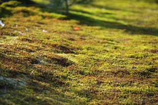 foto,tela,gratis,paisaje,fotografía,idea,Una alfombra de musgo, Moss, , , Kioto