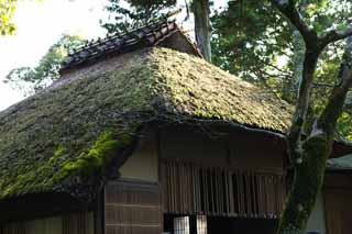 foto,tela,gratis,paisaje,fotografía,idea,Yuka en Pabellón de Kinkakuji, Herencia de mundo, Caseta dorada, Té, Kioto