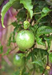 foto,tela,gratis,paisaje,fotografía,idea,Granadilla, Fruta, Verde, , 