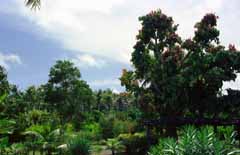 photo, la matière, libre, aménage, décrivez, photo de la réserve,Jungle de l'après-midi, arbre, vert, ciel bleu, 