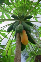 foto,tela,gratis,paisaje,fotografía,idea,Planta de papaya cuajada de frutas, Fruta, Verde, , 