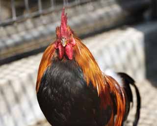 Foto, materiell, befreit, Landschaft, Bild, hat Foto auf Lager,Huhn, NIWATORI, Huhn, , Ei