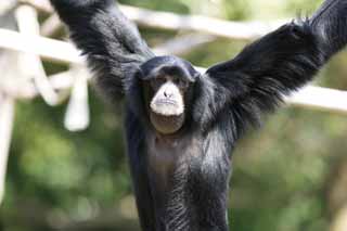 foto,tela,gratis,paisaje,fotografía,idea,Siamang, Curioso, Monos, SHIAMAN, S. syndactylus