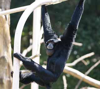 foto,tela,gratis,paisaje,fotografía,idea,Siamang, Curioso, Monos, SHIAMAN, S. syndactylus