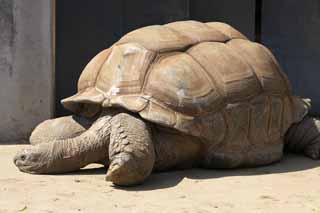 foto,tela,gratis,paisaje,fotografía,idea,Tortuga gigante de Aldabra, Tortugas de región, Tortuga, Tortuga gigante, Shell