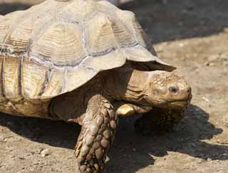 foto,tela,gratis,paisaje,fotografía,idea,Tortuga con púas, Tortugas de región, Tortuga, Tortuga gigante, Shell