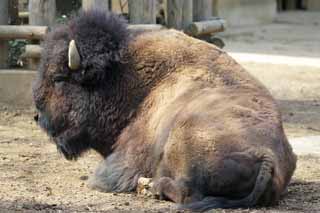 foto,tela,gratis,paisaje,fotografía,idea,American Bison, Artiodactyla, Búfalo, Bisontes, 