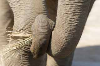 foto,tela,gratis,paisaje,fotografía,idea,Elefante asiático de la nariz limpia, El elefante, Elefante, , Nariz larga