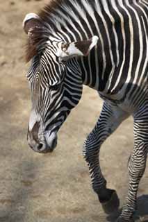 foto,tela,gratis,paisaje,fotografía,idea,Cebra de Grevy, Cebra, , Animal de pasto, Rayado