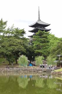 photo, la matière, libre, aménage, décrivez, photo de la réserve,Un étang de Sarusawa, saule, étang, Nara-koen se garent, attraction touristique