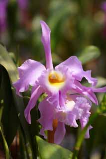 foto,tela,gratis,paisaje,fotografía,idea,Un cattleya, Orquídea, , Una orquídea, Jardinería