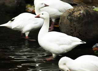 foto,tela,gratis,paisaje,fotografía,idea,Unos patos, Un ganso de nieve, Patos, , Aves acuáticas