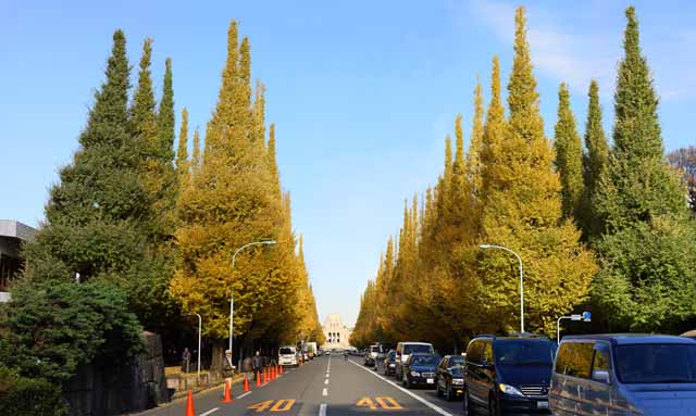 foto,tela,gratis,paisaje,fotografía,idea,Una hilera de ginkgo de jardín exterior de árboles, Ginkgo, , Póngase amarillo, Árbol de zona lateral de camino