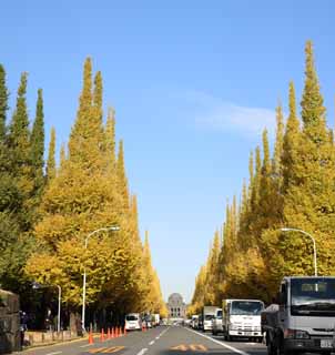 foto,tela,gratis,paisaje,fotografía,idea,Una hilera de ginkgo de jardín exterior de árboles, Ginkgo, , Póngase amarillo, Árbol de zona lateral de camino