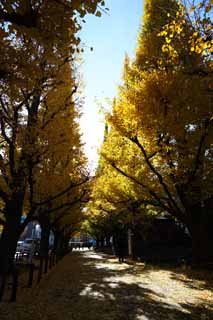 foto,tela,gratis,paisaje,fotografía,idea,Una hilera de ginkgo de jardín exterior de árboles, Ginkgo, , Póngase amarillo, Árbol de zona lateral de camino