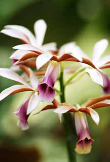 foto,tela,gratis,paisaje,fotografía,idea,Rojo y una progenitor orquídea blanca, Orquídea, , Una orquídea, Jardinería