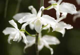 foto,tela,gratis,paisaje,fotografía,idea,Una progenitor orquídea blanca, Orquídea, , Una orquídea, Jardinería