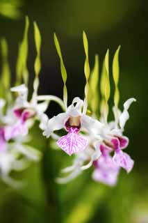 foto,tela,gratis,paisaje,fotografía,idea,Rojo y una progenitor orquídea blanca, Orquídea, , Una orquídea, Jardinería