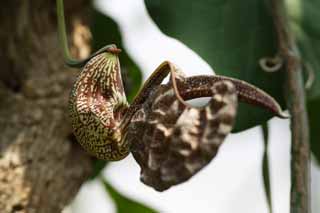 foto,tela,gratis,paisaje,fotografía,idea,Una lanzador planta, Un insectívoro, , Planta de interior, La zona tropical