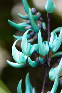 photo,material,free,landscape,picture,stock photo,Creative Commons,Strongylodon macrobotrys, Jade chasuble, The tropical zone, Gardening, greenhouse