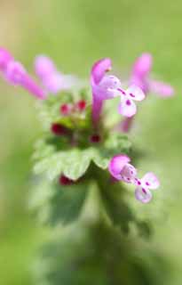 foto,tela,gratis,paisaje,fotografía,idea,Un henbit, , Flor de la primavera, Parque, Floret