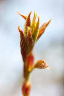 foto,tela,gratis,paisaje,fotografía,idea,Un botón de la primavera, Permiso joven, Pelo velloso, Hoja, Color carmesí