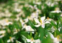 fotografia, materiale, libero il panorama, dipinga, fotografia di scorta,Fiori di gardenia, bianco, , , 