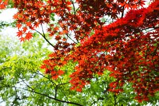 fotografia, materiale, libero il panorama, dipinga, fotografia di scorta,Le foglie colorate e rosse dell'inizio di estate, acero, Rosso, In primavera, Io divento rosso e giallo