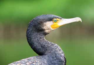 foto,tela,gratis,paisaje,fotografía,idea,Un cormorán común, Cormorán, , , Factura