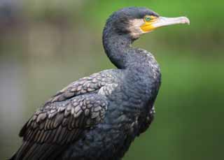 fotografia, material, livra, ajardine, imagine, proveja fotografia,Um cormorão comum, cormorão, , , conta