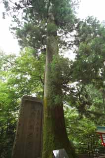 foto,tela,gratis,paisaje,fotografía,idea,La silla de la que cedro del - largo empujó a duende travieso monte. Takao, Duende travieso long- empujar, Monte. Takao árbol sagrado, Excursión, Bosque