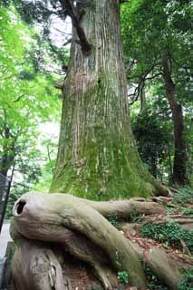 foto,tela,gratis,paisaje,fotografía,idea,Cedro de pulpos en monte. Takao, Leyenda, Monte. Takao árbol sagrado, Excursión, Bosque