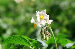 foto,tela,gratis,paisaje,fotografía,idea,Flor de la patata, Verde, Blanco, , 