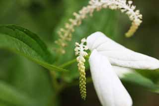 foto,tela,gratis,paisaje,fotografía,idea,Adenophora remotiflora, Pétalo, Bellflower, Flor del verano, Soy bonito