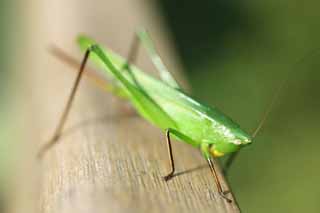 foto,tela,gratis,paisaje,fotografía,idea,Un katydid de arroz del sur, Saltamontes, , , 