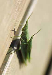 foto,tela,gratis,paisaje,fotografía,idea,Un saltamontes de paseo sobre hombros, Saltamontes, , , Un insecto