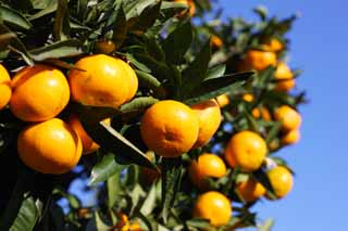 photo,material,free,landscape,picture,stock photo,Creative Commons,A mandarin orange, Fruit, , mandarin orange, kotatsu