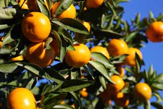 photo,material,free,landscape,picture,stock photo,Creative Commons,A mandarin orange, Fruit, , mandarin orange, kotatsu